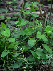 Aristolochia pallida