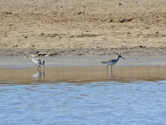 Tringa nebularia