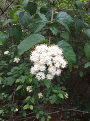 Viburnum scabrellum