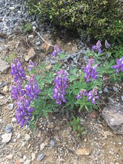 Lupinus nootkatensis