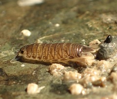 Cirolana harfordi