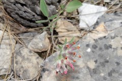 Anthyllis vulneraria rubriflora