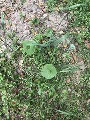 Claytonia perfoliata