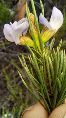Psoralea diturnerae