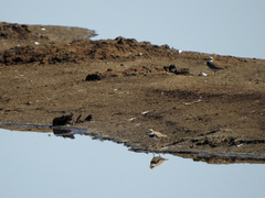 Charadrius dubius