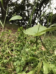 Claytonia perfoliata