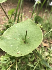 Claytonia perfoliata
