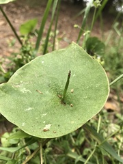 Claytonia perfoliata