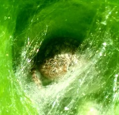 Philaeus chrysops