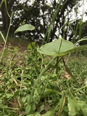 Claytonia perfoliata