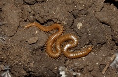 Bothriogaster signata