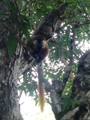Eulemur macaco