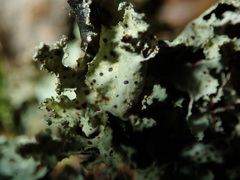 Abrothallus santessonii