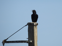 Corvus corax