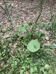 Claytonia perfoliata