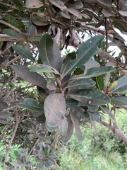 Pouteria lucuma