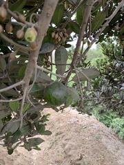 Pouteria lucuma