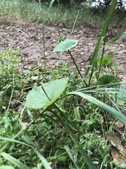 Claytonia perfoliata
