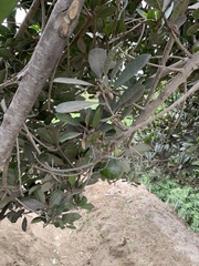 Pouteria lucuma