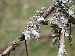 Abrothallus santessonii