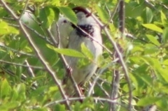 Passer domesticus