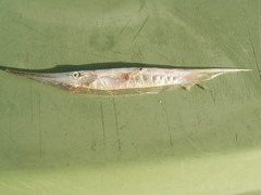 Centriscus scutatus