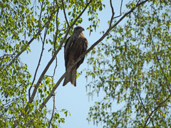 Milvus migrans