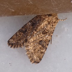 Anarta pugnax