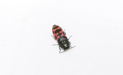 Acmaeodera ottomana