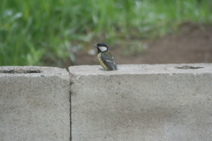 Parus major