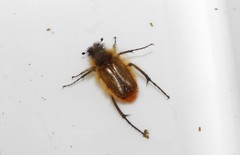 Eulasia bicolor dichroa