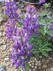 Lupinus nootkatensis