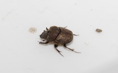 Onthophagus fissicornis
