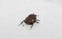 Onthophagus fissicornis