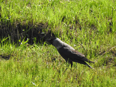 Corvus monedula