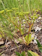 Valerianella microcarpa
