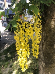 Laburnum × watereri
