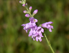 Physostegia pulchella