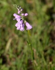 Physostegia pulchella
