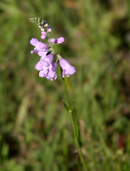 Physostegia pulchella