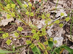Valerianella microcarpa