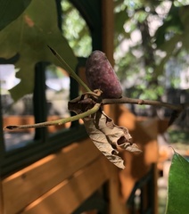 Amphibolips acuminata