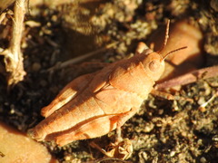 Acrididae