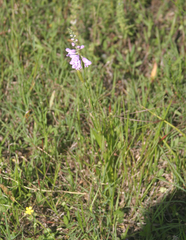 Physostegia pulchella