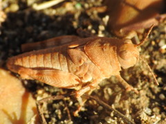 Acrididae