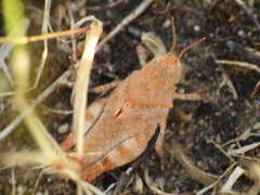 Acrididae