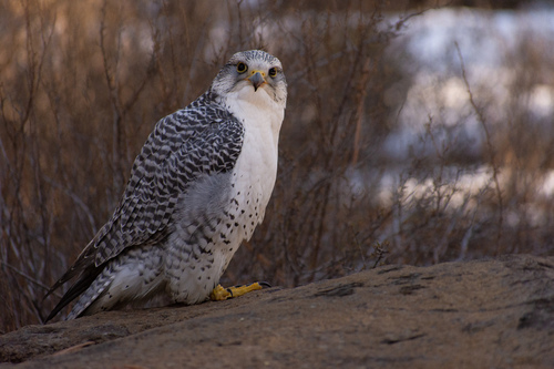 Gyrfalcon