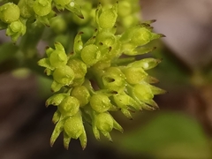 Valerianella microcarpa