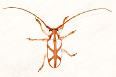 Prosopocera lactator