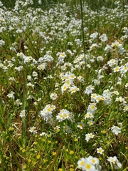 Plagiobothrys figuratus